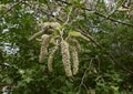 Broussonetia papyrifera in bloom Royalty Free Stock Photo