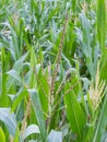 Male inflorescense of maize, Zea mays Royalty Free Stock Photo