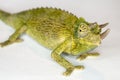 Male Jackson Chameleon Closeup Isolated Chamaeleo jacksonii Royalty Free Stock Photo