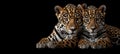 Male jaguar and cub portrait with empty text space, object on right side for balanced composition