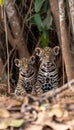 Male jaguar and cub portrait with text space, object on right side, ideal for content placement