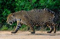 Male Jaguar walking along the beach