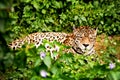 Male Jaguar In The Wild