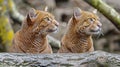 Male jaguarundi and cub portrait with object, ample space on the left for text placement