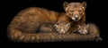 Male jaguarundi and kitten portrait with empty space for text, object on right side