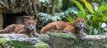 Male jaguarundi and kitten portrait with open space for text, object on right side