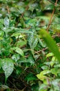 A male Jesus Christ Lizard Cahuita National Park