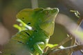 A male Jesus Christ Lizard Cahuita National Park