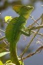 A male Jesus Christ Lizard Cahuita National Park