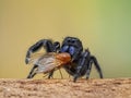 P1010028 male Johnson`s jumping spider, Phiddipus johnsoni, with a captured fly cECP 2020, Delta, British Columbia, Canada