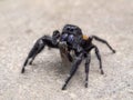 P1010015 male Johnson`s jumping spider, Phiddipus johnsoni, feeding on a fly, on stone cECP 2020