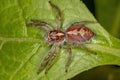 Male Jumping Spider