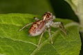 Male Jumping Spider