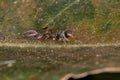 Male Jumping spider Royalty Free Stock Photo