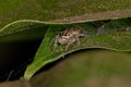 Male Jumping Spider Royalty Free Stock Photo