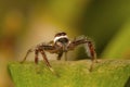 Male jumping spider Telamonia dimidiata