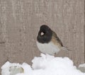 Male Junco Bird Against Wood Royalty Free Stock Photo