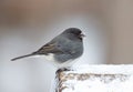 Male Junco Royalty Free Stock Photo