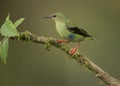 Male juvenile Red-legged Honeycreeper, Costa Rica