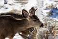 Male Kaibab deer mule deer with antlers feeding in winter. Snow in background. Royalty Free Stock Photo