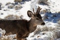 Male Kaibab deer mule deer with antlers feeding in winter. Snow in background. Royalty Free Stock Photo