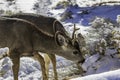 Male Kaibab deer mule deer with antlers feeding in winter. Snow in background. Royalty Free Stock Photo