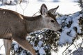 Male Kaibab deer mule deer with antlers feeding in winter. Snow in background. Royalty Free Stock Photo