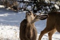 Male Kaibab deer mule deer with antlers, head raised. Snow in background. Royalty Free Stock Photo