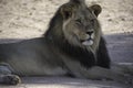 Male Kalahari Lion with black mane at Kgalagadi National Park