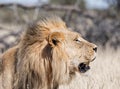 Male Kalahari Lion