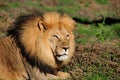 A male Kalahari lion, Panthera leo