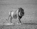 Male kalahari Lion