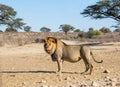 Male kalahari Lion