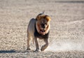 Male kalahari Lion