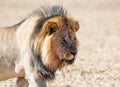 Male kalahari Lion