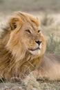 Male Kalahari lion in the wind