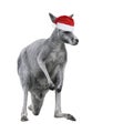 Male kangaroo in Christmas hat isolated on white background Royalty Free Stock Photo