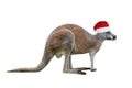 Male kangaroo in Christmas hat isolated on white background Royalty Free Stock Photo