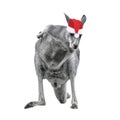 Male kangaroo in Christmas hat isolated on white background Royalty Free Stock Photo