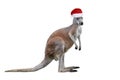 Male kangaroo in Christmas hat isolated on white background. Royalty Free Stock Photo