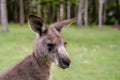 Male kangaroo close up portrait in the bush. Australian wildlife marsupial animal Royalty Free Stock Photo