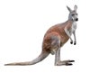 Male kangaroo isolated on white background. Big kangaroo full lengths Royalty Free Stock Photo