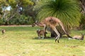 Male kangaroo jumping on green grass in a city park