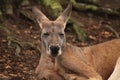 Male kangaroo Resting in the Shade Royalty Free Stock Photo