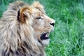 Male Katanga Lion Head Closeup Royalty Free Stock Photo