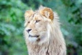 Male Katanga Lion Head Closeup Royalty Free Stock Photo