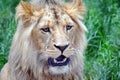 Male Katanga Lion Head Closeup Royalty Free Stock Photo