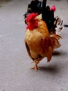 A male kate cock with brown fur and a beautiful tail posing with a dash Royalty Free Stock Photo