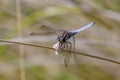 Male Keeled Skimmer dragonfly (Orthetrum coerulescens) eating a moth