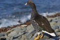 Female Kelp Goose on the Falkland Islands